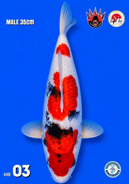 Lelang Koi Online, Jual Beli Ikan Koi, Pusat Jual Beli Koi, Info Lelang Koi Hari Ini, Platform Jual Beli Koi, Jual Beli Ikan Koi Online, Marketplace Ikan Koi, Jual Koi Terbaik, Tempat Beli Koi Berkualitas, Pasar Ikan Koi Online Terpercaya, Penjual Ikan Koi Terpercaya, Beli Koi Hias Online, Ikan Koi untuk Dijual, Koi Kualitas Terbaik, Toko Online Ikan Koi, Koi Hias Untuk Dijual, Jual Beli Ikan Koi Lokal, Koi Indonesia Online, Pusat Jual Beli Koi Terbesar