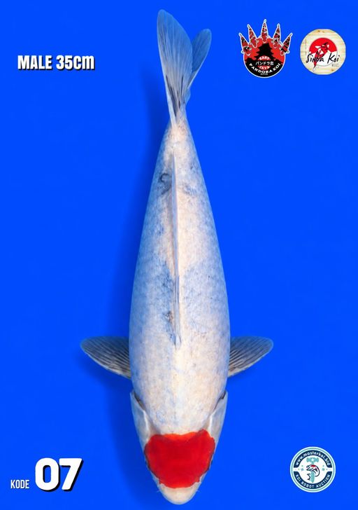Lelang Koi Online, Jual Beli Ikan Koi, Pusat Jual Beli Koi, Info Lelang Koi Hari Ini, Platform Jual Beli Koi, Jual Beli Ikan Koi Online, Marketplace Ikan Koi, Jual Koi Terbaik, Tempat Beli Koi Berkualitas, Pasar Ikan Koi Online Terpercaya, Penjual Ikan Koi Terpercaya, Beli Koi Hias Online, Ikan Koi untuk Dijual, Koi Kualitas Terbaik, Toko Online Ikan Koi, Koi Hias Untuk Dijual, Jual Beli Ikan Koi Lokal, Koi Indonesia Online, Pusat Jual Beli Koi Terbesar