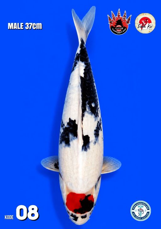 Lelang Koi Online, Jual Beli Ikan Koi, Pusat Jual Beli Koi, Info Lelang Koi Hari Ini, Platform Jual Beli Koi, Jual Beli Ikan Koi Online, Marketplace Ikan Koi, Jual Koi Terbaik, Tempat Beli Koi Berkualitas, Pasar Ikan Koi Online Terpercaya, Penjual Ikan Koi Terpercaya, Beli Koi Hias Online, Ikan Koi untuk Dijual, Koi Kualitas Terbaik, Toko Online Ikan Koi, Koi Hias Untuk Dijual, Jual Beli Ikan Koi Lokal, Koi Indonesia Online, Pusat Jual Beli Koi Terbesar