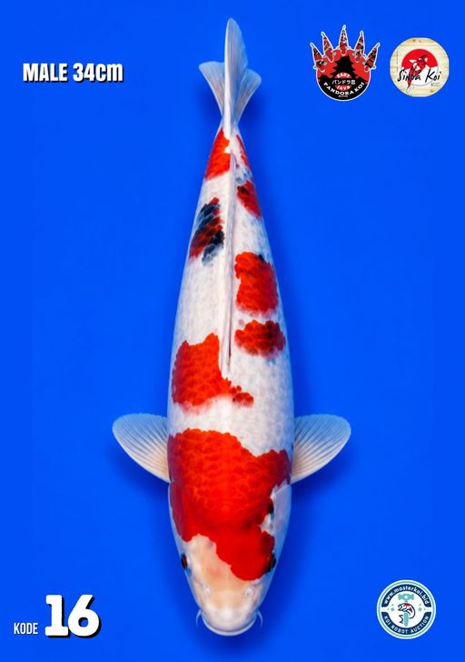 Lelang Koi Online, Jual Beli Ikan Koi, Pusat Jual Beli Koi, Info Lelang Koi Hari Ini, Platform Jual Beli Koi, Jual Beli Ikan Koi Online, Marketplace Ikan Koi, Jual Koi Terbaik, Tempat Beli Koi Berkualitas, Pasar Ikan Koi Online Terpercaya, Penjual Ikan Koi Terpercaya, Beli Koi Hias Online, Ikan Koi untuk Dijual, Koi Kualitas Terbaik, Toko Online Ikan Koi, Koi Hias Untuk Dijual, Jual Beli Ikan Koi Lokal, Koi Indonesia Online, Pusat Jual Beli Koi Terbesar