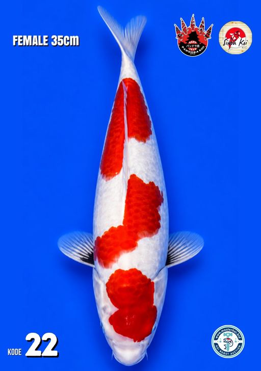 Lelang Koi Online, Jual Beli Ikan Koi, Pusat Jual Beli Koi, Info Lelang Koi Hari Ini, Platform Jual Beli Koi, Jual Beli Ikan Koi Online, Marketplace Ikan Koi, Jual Koi Terbaik, Tempat Beli Koi Berkualitas, Pasar Ikan Koi Online Terpercaya, Penjual Ikan Koi Terpercaya, Beli Koi Hias Online, Ikan Koi untuk Dijual, Koi Kualitas Terbaik, Toko Online Ikan Koi, Koi Hias Untuk Dijual, Jual Beli Ikan Koi Lokal, Koi Indonesia Online, Pusat Jual Beli Koi Terbesar