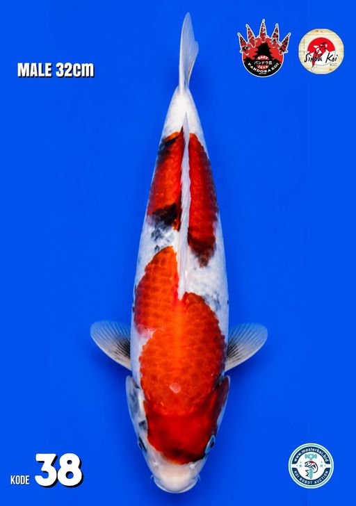 Lelang Koi Online, Jual Beli Ikan Koi, Pusat Jual Beli Koi, Info Lelang Koi Hari Ini, Platform Jual Beli Koi, Jual Beli Ikan Koi Online, Marketplace Ikan Koi, Jual Koi Terbaik, Tempat Beli Koi Berkualitas, Pasar Ikan Koi Online Terpercaya, Penjual Ikan Koi Terpercaya, Beli Koi Hias Online, Ikan Koi untuk Dijual, Koi Kualitas Terbaik, Toko Online Ikan Koi, Koi Hias Untuk Dijual, Jual Beli Ikan Koi Lokal, Koi Indonesia Online, Pusat Jual Beli Koi Terbesar