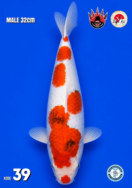 Lelang Koi Online, Jual Beli Ikan Koi, Pusat Jual Beli Koi, Info Lelang Koi Hari Ini, Platform Jual Beli Koi, Jual Beli Ikan Koi Online, Marketplace Ikan Koi, Jual Koi Terbaik, Tempat Beli Koi Berkualitas, Pasar Ikan Koi Online Terpercaya, Penjual Ikan Koi Terpercaya, Beli Koi Hias Online, Ikan Koi untuk Dijual, Koi Kualitas Terbaik, Toko Online Ikan Koi, Koi Hias Untuk Dijual, Jual Beli Ikan Koi Lokal, Koi Indonesia Online, Pusat Jual Beli Koi Terbesar