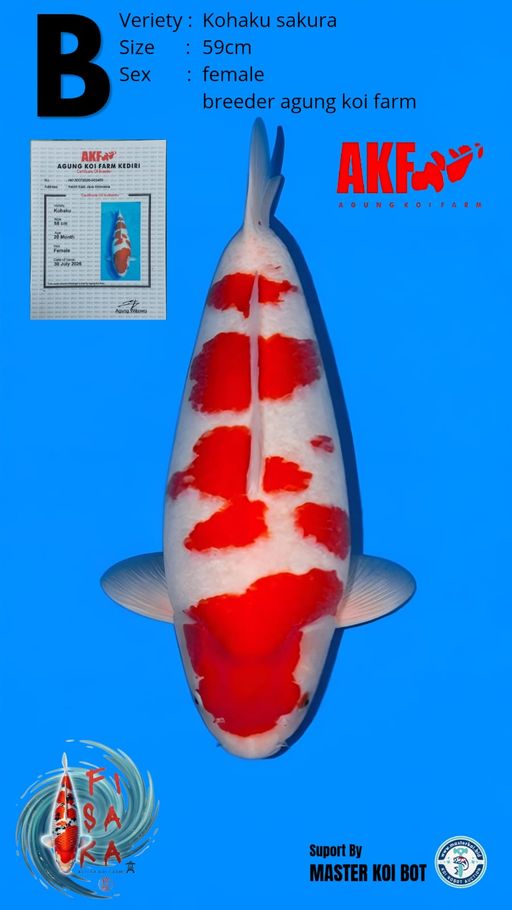 B. KOHAKU SAKURA AKF...