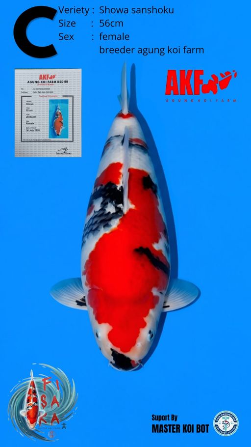 C. SHOWA SANSHOKU AK...