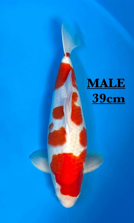 A. KOHAKU LINE AKF 3...