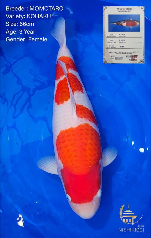 B. KOHAKU MOMOTARO 6...