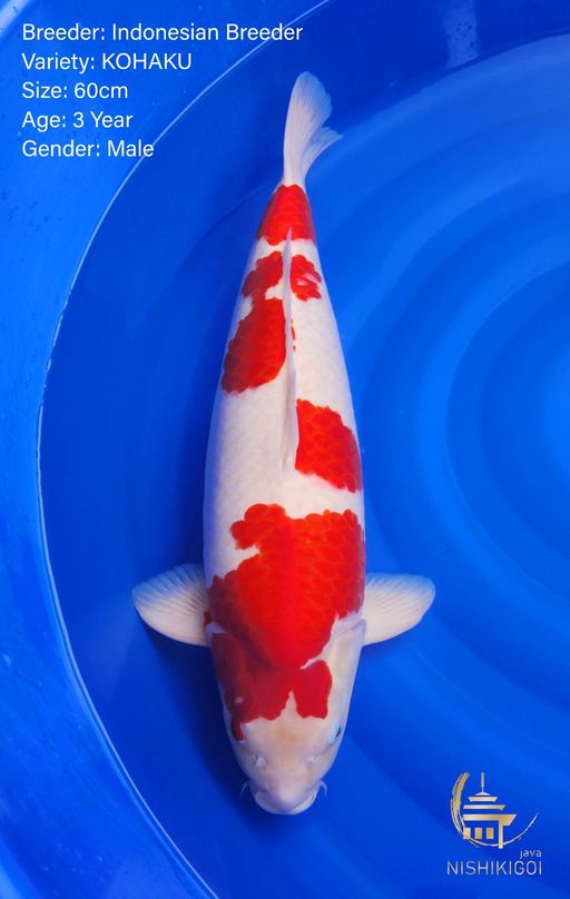 C. KOHAKU 60cm [MALE...
