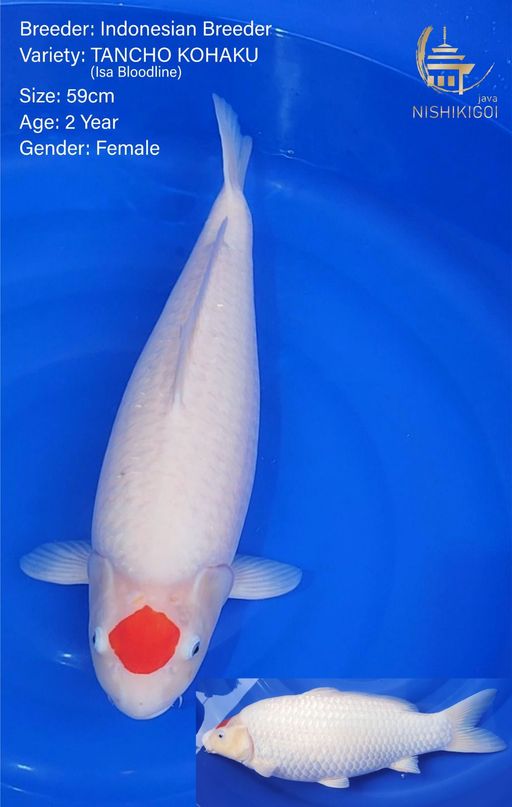 D. TANCHO KOHAKU 59c...
