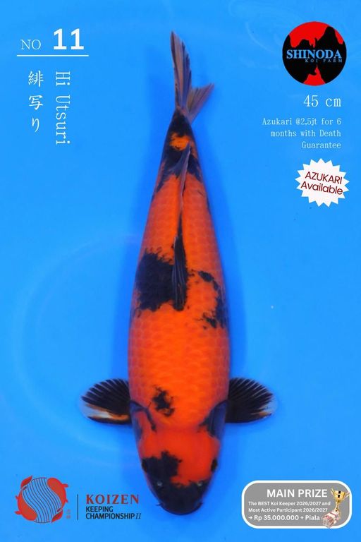 11. SQ JUMBO TOSAI S...