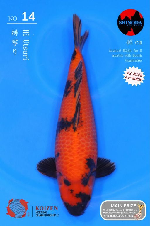 Lelang Koi Online, Jual Beli Ikan Koi, Pusat Jual Beli Koi, Info Lelang Koi Hari Ini, Platform Jual Beli Koi, Jual Beli Ikan Koi Online, Marketplace Ikan Koi, Jual Koi Terbaik, Tempat Beli Koi Berkualitas, Pasar Ikan Koi Online Terpercaya, Penjual Ikan Koi Terpercaya, Beli Koi Hias Online, Ikan Koi untuk Dijual, Koi Kualitas Terbaik, Toko Online Ikan Koi, Koi Hias Untuk Dijual, Jual Beli Ikan Koi Lokal, Koi Indonesia Online, Pusat Jual Beli Koi Terbesar
