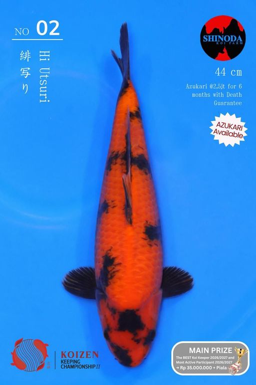 2. SQ JUMBO TOSAI SH...