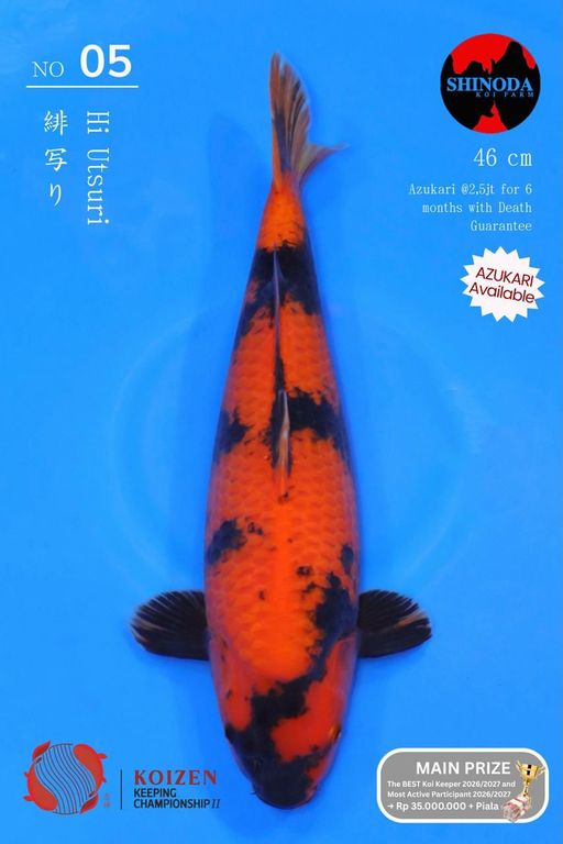 Lelang Koi Online, Jual Beli Ikan Koi, Pusat Jual Beli Koi, Info Lelang Koi Hari Ini, Platform Jual Beli Koi, Jual Beli Ikan Koi Online, Marketplace Ikan Koi, Jual Koi Terbaik, Tempat Beli Koi Berkualitas, Pasar Ikan Koi Online Terpercaya, Penjual Ikan Koi Terpercaya, Beli Koi Hias Online, Ikan Koi untuk Dijual, Koi Kualitas Terbaik, Toko Online Ikan Koi, Koi Hias Untuk Dijual, Jual Beli Ikan Koi Lokal, Koi Indonesia Online, Pusat Jual Beli Koi Terbesar