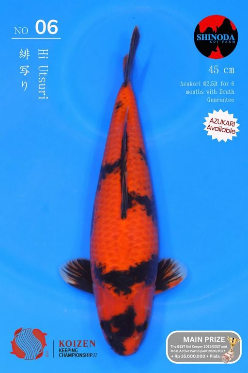 Lelang Koi Online, Jual Beli Ikan Koi, Pusat Jual Beli Koi, Info Lelang Koi Hari Ini, Platform Jual Beli Koi, Jual Beli Ikan Koi Online, Marketplace Ikan Koi, Jual Koi Terbaik, Tempat Beli Koi Berkualitas, Pasar Ikan Koi Online Terpercaya, Penjual Ikan Koi Terpercaya, Beli Koi Hias Online, Ikan Koi untuk Dijual, Koi Kualitas Terbaik, Toko Online Ikan Koi, Koi Hias Untuk Dijual, Jual Beli Ikan Koi Lokal, Koi Indonesia Online, Pusat Jual Beli Koi Terbesar