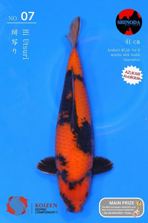 Lelang Koi Online, Jual Beli Ikan Koi, Pusat Jual Beli Koi, Info Lelang Koi Hari Ini, Platform Jual Beli Koi, Jual Beli Ikan Koi Online, Marketplace Ikan Koi, Jual Koi Terbaik, Tempat Beli Koi Berkualitas, Pasar Ikan Koi Online Terpercaya, Penjual Ikan Koi Terpercaya, Beli Koi Hias Online, Ikan Koi untuk Dijual, Koi Kualitas Terbaik, Toko Online Ikan Koi, Koi Hias Untuk Dijual, Jual Beli Ikan Koi Lokal, Koi Indonesia Online, Pusat Jual Beli Koi Terbesar
