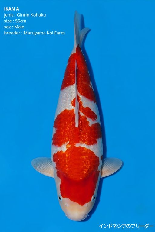 A. GINRIN KOHAKU MAR...