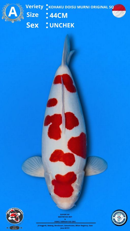 A. KOHAKU DOITSU SQ ...