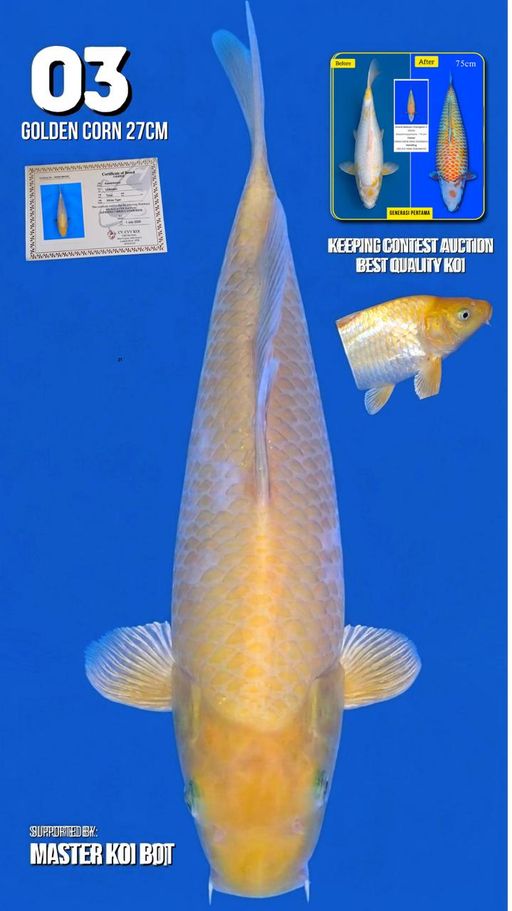 Lelang Koi Online, Jual Beli Ikan Koi, Pusat Jual Beli Koi, Info Lelang Koi Hari Ini, Platform Jual Beli Koi, Jual Beli Ikan Koi Online, Marketplace Ikan Koi, Jual Koi Terbaik, Tempat Beli Koi Berkualitas, Pasar Ikan Koi Online Terpercaya, Penjual Ikan Koi Terpercaya, Beli Koi Hias Online, Ikan Koi untuk Dijual, Koi Kualitas Terbaik, Toko Online Ikan Koi, Koi Hias Untuk Dijual, Jual Beli Ikan Koi Lokal, Koi Indonesia Online, Pusat Jual Beli Koi Terbesar