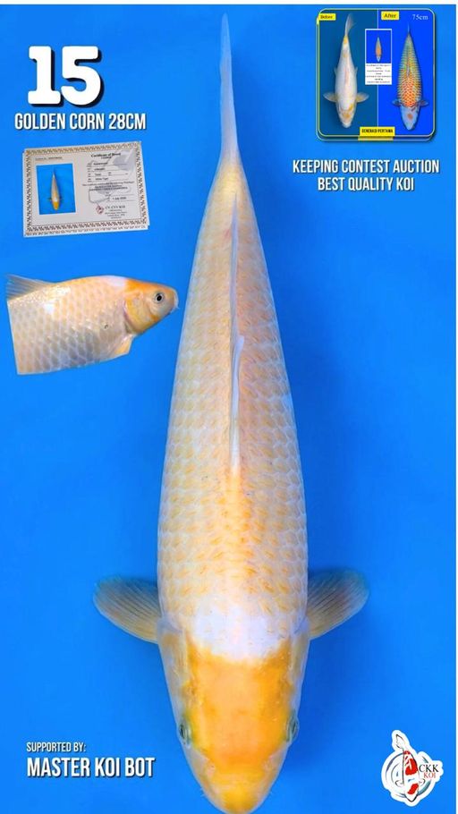 Lelang Koi Online, Jual Beli Ikan Koi, Pusat Jual Beli Koi, Info Lelang Koi Hari Ini, Platform Jual Beli Koi, Jual Beli Ikan Koi Online, Marketplace Ikan Koi, Jual Koi Terbaik, Tempat Beli Koi Berkualitas, Pasar Ikan Koi Online Terpercaya, Penjual Ikan Koi Terpercaya, Beli Koi Hias Online, Ikan Koi untuk Dijual, Koi Kualitas Terbaik, Toko Online Ikan Koi, Koi Hias Untuk Dijual, Jual Beli Ikan Koi Lokal, Koi Indonesia Online, Pusat Jual Beli Koi Terbesar