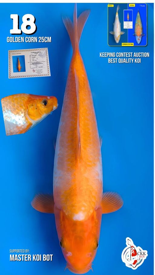 Lelang Koi Online, Jual Beli Ikan Koi, Pusat Jual Beli Koi, Info Lelang Koi Hari Ini, Platform Jual Beli Koi, Jual Beli Ikan Koi Online, Marketplace Ikan Koi, Jual Koi Terbaik, Tempat Beli Koi Berkualitas, Pasar Ikan Koi Online Terpercaya, Penjual Ikan Koi Terpercaya, Beli Koi Hias Online, Ikan Koi untuk Dijual, Koi Kualitas Terbaik, Toko Online Ikan Koi, Koi Hias Untuk Dijual, Jual Beli Ikan Koi Lokal, Koi Indonesia Online, Pusat Jual Beli Koi Terbesar