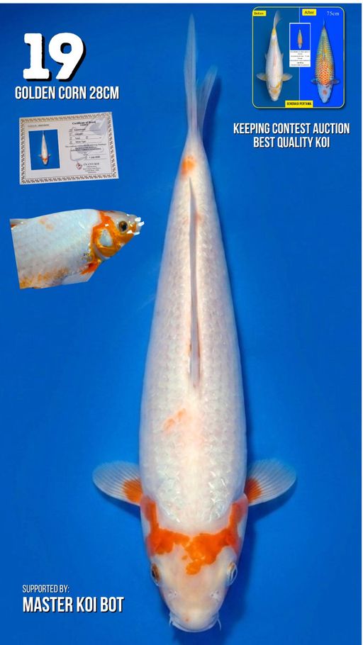 Lelang Koi Online, Jual Beli Ikan Koi, Pusat Jual Beli Koi, Info Lelang Koi Hari Ini, Platform Jual Beli Koi, Jual Beli Ikan Koi Online, Marketplace Ikan Koi, Jual Koi Terbaik, Tempat Beli Koi Berkualitas, Pasar Ikan Koi Online Terpercaya, Penjual Ikan Koi Terpercaya, Beli Koi Hias Online, Ikan Koi untuk Dijual, Koi Kualitas Terbaik, Toko Online Ikan Koi, Koi Hias Untuk Dijual, Jual Beli Ikan Koi Lokal, Koi Indonesia Online, Pusat Jual Beli Koi Terbesar