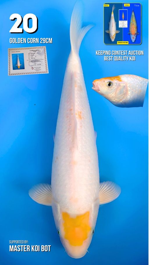 Lelang Koi Online, Jual Beli Ikan Koi, Pusat Jual Beli Koi, Info Lelang Koi Hari Ini, Platform Jual Beli Koi, Jual Beli Ikan Koi Online, Marketplace Ikan Koi, Jual Koi Terbaik, Tempat Beli Koi Berkualitas, Pasar Ikan Koi Online Terpercaya, Penjual Ikan Koi Terpercaya, Beli Koi Hias Online, Ikan Koi untuk Dijual, Koi Kualitas Terbaik, Toko Online Ikan Koi, Koi Hias Untuk Dijual, Jual Beli Ikan Koi Lokal, Koi Indonesia Online, Pusat Jual Beli Koi Terbesar