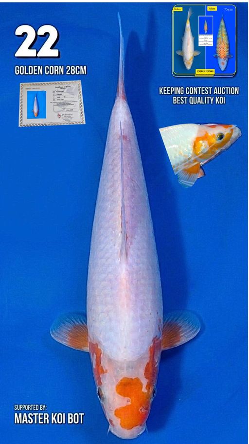 Lelang Koi Online, Jual Beli Ikan Koi, Pusat Jual Beli Koi, Info Lelang Koi Hari Ini, Platform Jual Beli Koi, Jual Beli Ikan Koi Online, Marketplace Ikan Koi, Jual Koi Terbaik, Tempat Beli Koi Berkualitas, Pasar Ikan Koi Online Terpercaya, Penjual Ikan Koi Terpercaya, Beli Koi Hias Online, Ikan Koi untuk Dijual, Koi Kualitas Terbaik, Toko Online Ikan Koi, Koi Hias Untuk Dijual, Jual Beli Ikan Koi Lokal, Koi Indonesia Online, Pusat Jual Beli Koi Terbesar