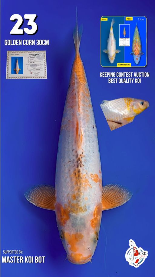 Lelang Koi Online, Jual Beli Ikan Koi, Pusat Jual Beli Koi, Info Lelang Koi Hari Ini, Platform Jual Beli Koi, Jual Beli Ikan Koi Online, Marketplace Ikan Koi, Jual Koi Terbaik, Tempat Beli Koi Berkualitas, Pasar Ikan Koi Online Terpercaya, Penjual Ikan Koi Terpercaya, Beli Koi Hias Online, Ikan Koi untuk Dijual, Koi Kualitas Terbaik, Toko Online Ikan Koi, Koi Hias Untuk Dijual, Jual Beli Ikan Koi Lokal, Koi Indonesia Online, Pusat Jual Beli Koi Terbesar