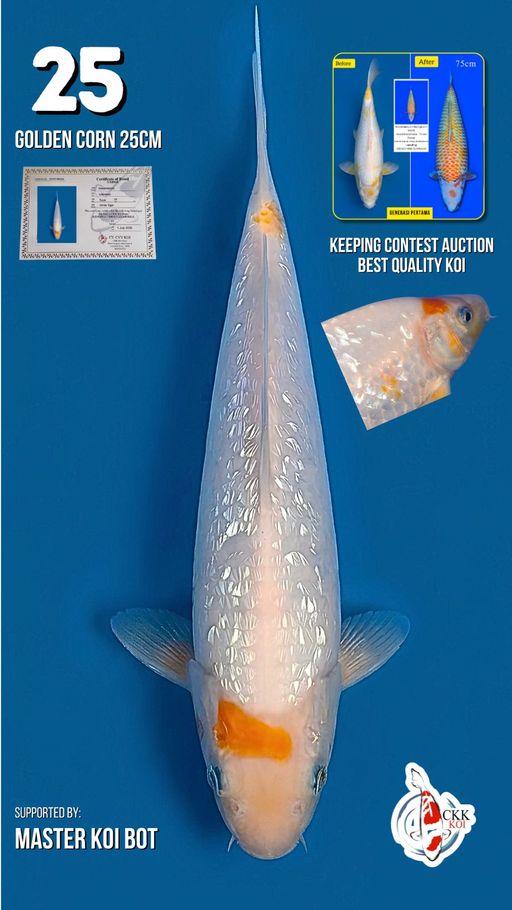 Lelang Koi Online, Jual Beli Ikan Koi, Pusat Jual Beli Koi, Info Lelang Koi Hari Ini, Platform Jual Beli Koi, Jual Beli Ikan Koi Online, Marketplace Ikan Koi, Jual Koi Terbaik, Tempat Beli Koi Berkualitas, Pasar Ikan Koi Online Terpercaya, Penjual Ikan Koi Terpercaya, Beli Koi Hias Online, Ikan Koi untuk Dijual, Koi Kualitas Terbaik, Toko Online Ikan Koi, Koi Hias Untuk Dijual, Jual Beli Ikan Koi Lokal, Koi Indonesia Online, Pusat Jual Beli Koi Terbesar