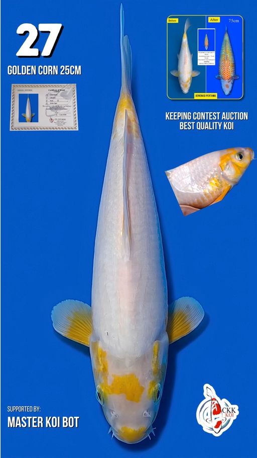 Lelang Koi Online, Jual Beli Ikan Koi, Pusat Jual Beli Koi, Info Lelang Koi Hari Ini, Platform Jual Beli Koi, Jual Beli Ikan Koi Online, Marketplace Ikan Koi, Jual Koi Terbaik, Tempat Beli Koi Berkualitas, Pasar Ikan Koi Online Terpercaya, Penjual Ikan Koi Terpercaya, Beli Koi Hias Online, Ikan Koi untuk Dijual, Koi Kualitas Terbaik, Toko Online Ikan Koi, Koi Hias Untuk Dijual, Jual Beli Ikan Koi Lokal, Koi Indonesia Online, Pusat Jual Beli Koi Terbesar