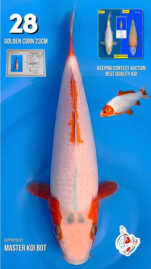 Lelang Koi Online, Jual Beli Ikan Koi, Pusat Jual Beli Koi, Info Lelang Koi Hari Ini, Platform Jual Beli Koi, Jual Beli Ikan Koi Online, Marketplace Ikan Koi, Jual Koi Terbaik, Tempat Beli Koi Berkualitas, Pasar Ikan Koi Online Terpercaya, Penjual Ikan Koi Terpercaya, Beli Koi Hias Online, Ikan Koi untuk Dijual, Koi Kualitas Terbaik, Toko Online Ikan Koi, Koi Hias Untuk Dijual, Jual Beli Ikan Koi Lokal, Koi Indonesia Online, Pusat Jual Beli Koi Terbesar