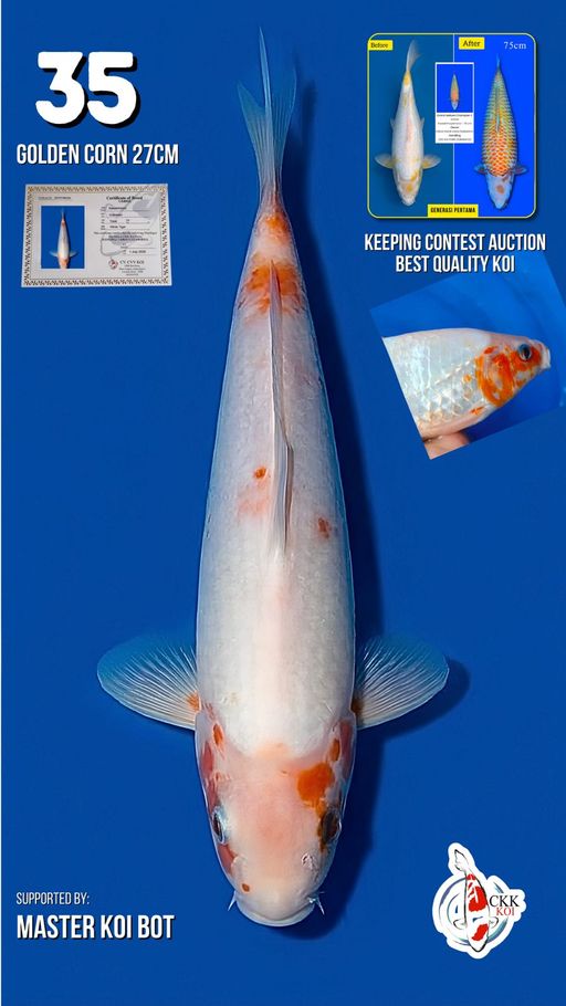 Lelang Koi Online, Jual Beli Ikan Koi, Pusat Jual Beli Koi, Info Lelang Koi Hari Ini, Platform Jual Beli Koi, Jual Beli Ikan Koi Online, Marketplace Ikan Koi, Jual Koi Terbaik, Tempat Beli Koi Berkualitas, Pasar Ikan Koi Online Terpercaya, Penjual Ikan Koi Terpercaya, Beli Koi Hias Online, Ikan Koi untuk Dijual, Koi Kualitas Terbaik, Toko Online Ikan Koi, Koi Hias Untuk Dijual, Jual Beli Ikan Koi Lokal, Koi Indonesia Online, Pusat Jual Beli Koi Terbesar