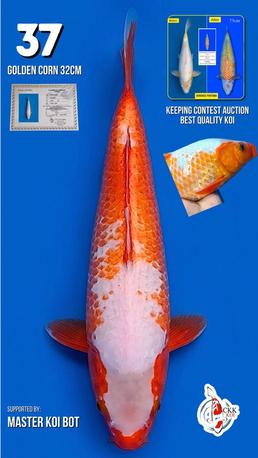 Lelang Koi Online, Jual Beli Ikan Koi, Pusat Jual Beli Koi, Info Lelang Koi Hari Ini, Platform Jual Beli Koi, Jual Beli Ikan Koi Online, Marketplace Ikan Koi, Jual Koi Terbaik, Tempat Beli Koi Berkualitas, Pasar Ikan Koi Online Terpercaya, Penjual Ikan Koi Terpercaya, Beli Koi Hias Online, Ikan Koi untuk Dijual, Koi Kualitas Terbaik, Toko Online Ikan Koi, Koi Hias Untuk Dijual, Jual Beli Ikan Koi Lokal, Koi Indonesia Online, Pusat Jual Beli Koi Terbesar