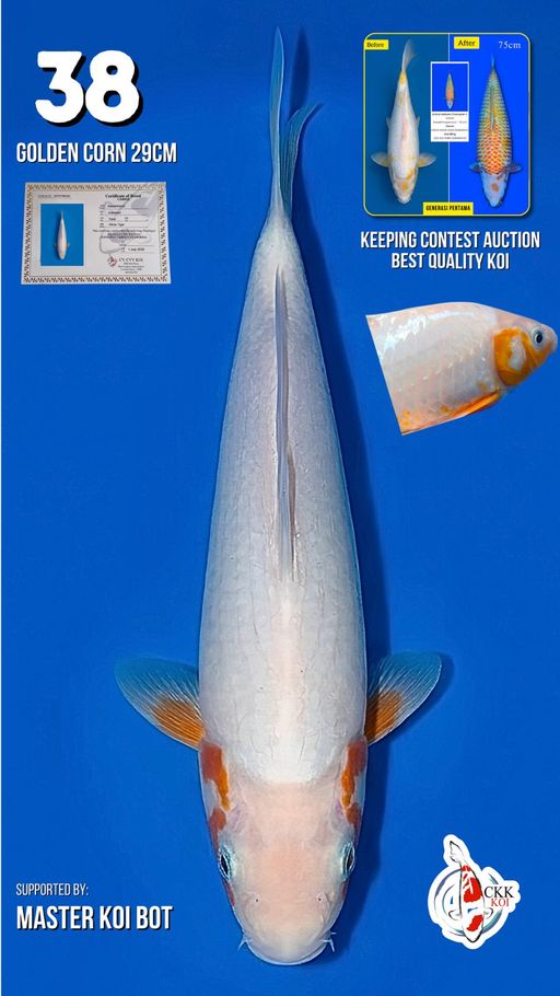 Lelang Koi Online, Jual Beli Ikan Koi, Pusat Jual Beli Koi, Info Lelang Koi Hari Ini, Platform Jual Beli Koi, Jual Beli Ikan Koi Online, Marketplace Ikan Koi, Jual Koi Terbaik, Tempat Beli Koi Berkualitas, Pasar Ikan Koi Online Terpercaya, Penjual Ikan Koi Terpercaya, Beli Koi Hias Online, Ikan Koi untuk Dijual, Koi Kualitas Terbaik, Toko Online Ikan Koi, Koi Hias Untuk Dijual, Jual Beli Ikan Koi Lokal, Koi Indonesia Online, Pusat Jual Beli Koi Terbesar