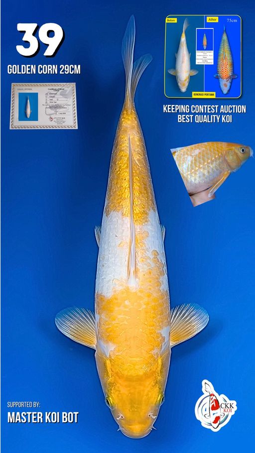 Lelang Koi Online, Jual Beli Ikan Koi, Pusat Jual Beli Koi, Info Lelang Koi Hari Ini, Platform Jual Beli Koi, Jual Beli Ikan Koi Online, Marketplace Ikan Koi, Jual Koi Terbaik, Tempat Beli Koi Berkualitas, Pasar Ikan Koi Online Terpercaya, Penjual Ikan Koi Terpercaya, Beli Koi Hias Online, Ikan Koi untuk Dijual, Koi Kualitas Terbaik, Toko Online Ikan Koi, Koi Hias Untuk Dijual, Jual Beli Ikan Koi Lokal, Koi Indonesia Online, Pusat Jual Beli Koi Terbesar