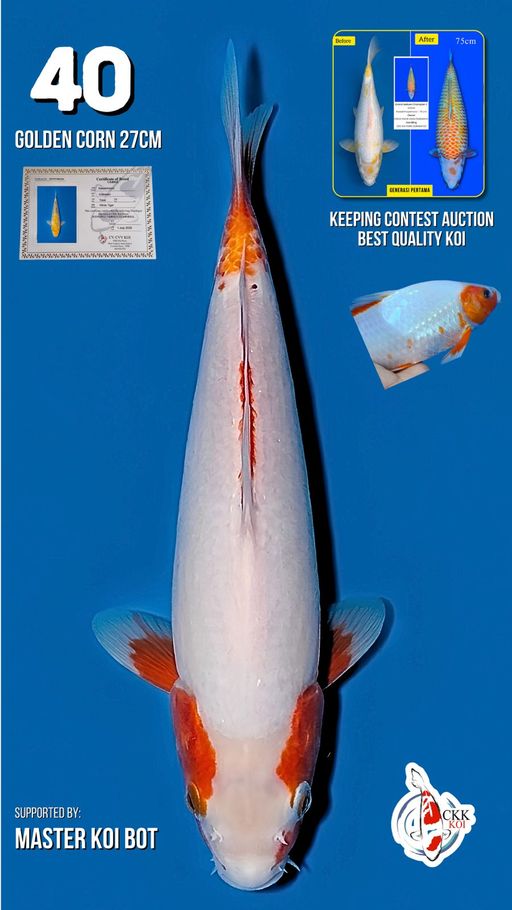 Lelang Koi Online, Jual Beli Ikan Koi, Pusat Jual Beli Koi, Info Lelang Koi Hari Ini, Platform Jual Beli Koi, Jual Beli Ikan Koi Online, Marketplace Ikan Koi, Jual Koi Terbaik, Tempat Beli Koi Berkualitas, Pasar Ikan Koi Online Terpercaya, Penjual Ikan Koi Terpercaya, Beli Koi Hias Online, Ikan Koi untuk Dijual, Koi Kualitas Terbaik, Toko Online Ikan Koi, Koi Hias Untuk Dijual, Jual Beli Ikan Koi Lokal, Koi Indonesia Online, Pusat Jual Beli Koi Terbesar