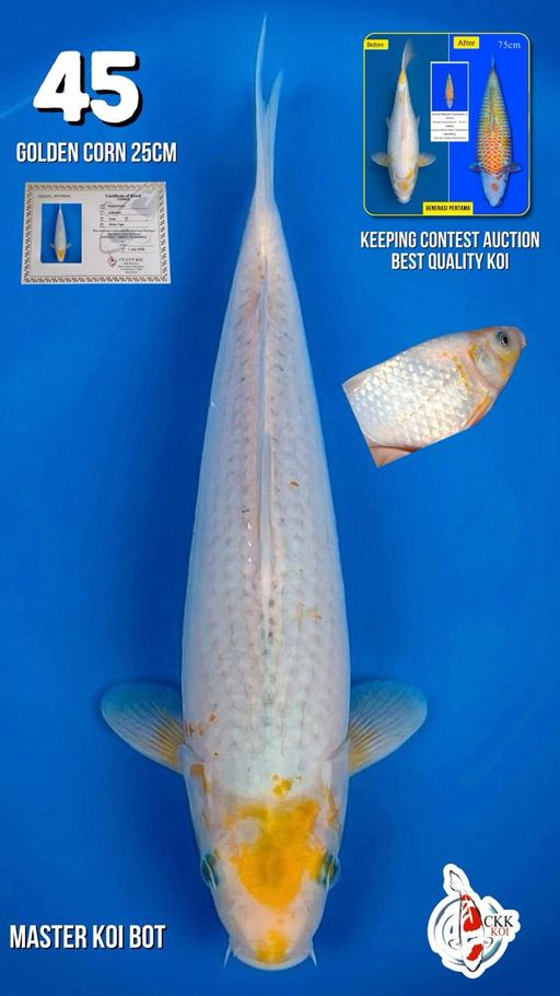 Lelang Koi Online, Jual Beli Ikan Koi, Pusat Jual Beli Koi, Info Lelang Koi Hari Ini, Platform Jual Beli Koi, Jual Beli Ikan Koi Online, Marketplace Ikan Koi, Jual Koi Terbaik, Tempat Beli Koi Berkualitas, Pasar Ikan Koi Online Terpercaya, Penjual Ikan Koi Terpercaya, Beli Koi Hias Online, Ikan Koi untuk Dijual, Koi Kualitas Terbaik, Toko Online Ikan Koi, Koi Hias Untuk Dijual, Jual Beli Ikan Koi Lokal, Koi Indonesia Online, Pusat Jual Beli Koi Terbesar