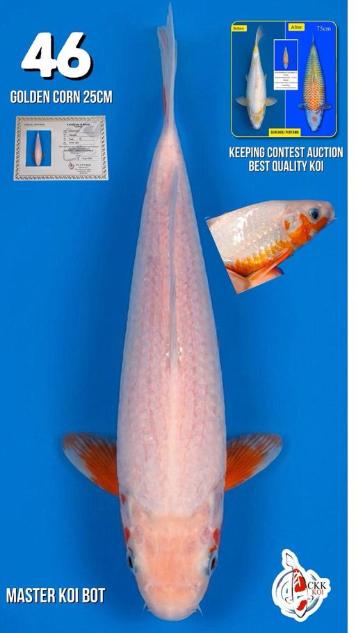Lelang Koi Online, Jual Beli Ikan Koi, Pusat Jual Beli Koi, Info Lelang Koi Hari Ini, Platform Jual Beli Koi, Jual Beli Ikan Koi Online, Marketplace Ikan Koi, Jual Koi Terbaik, Tempat Beli Koi Berkualitas, Pasar Ikan Koi Online Terpercaya, Penjual Ikan Koi Terpercaya, Beli Koi Hias Online, Ikan Koi untuk Dijual, Koi Kualitas Terbaik, Toko Online Ikan Koi, Koi Hias Untuk Dijual, Jual Beli Ikan Koi Lokal, Koi Indonesia Online, Pusat Jual Beli Koi Terbesar