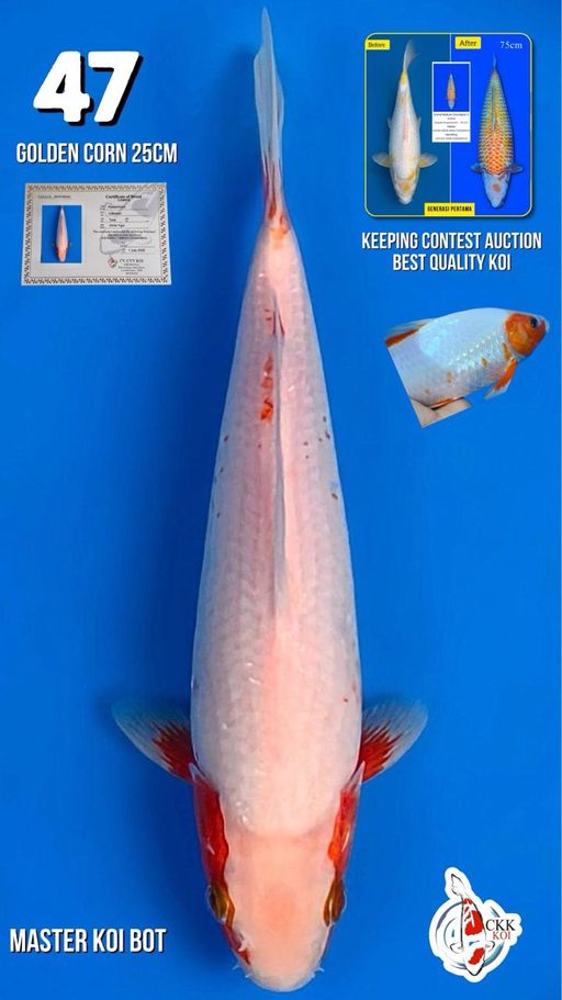 Lelang Koi Online, Jual Beli Ikan Koi, Pusat Jual Beli Koi, Info Lelang Koi Hari Ini, Platform Jual Beli Koi, Jual Beli Ikan Koi Online, Marketplace Ikan Koi, Jual Koi Terbaik, Tempat Beli Koi Berkualitas, Pasar Ikan Koi Online Terpercaya, Penjual Ikan Koi Terpercaya, Beli Koi Hias Online, Ikan Koi untuk Dijual, Koi Kualitas Terbaik, Toko Online Ikan Koi, Koi Hias Untuk Dijual, Jual Beli Ikan Koi Lokal, Koi Indonesia Online, Pusat Jual Beli Koi Terbesar