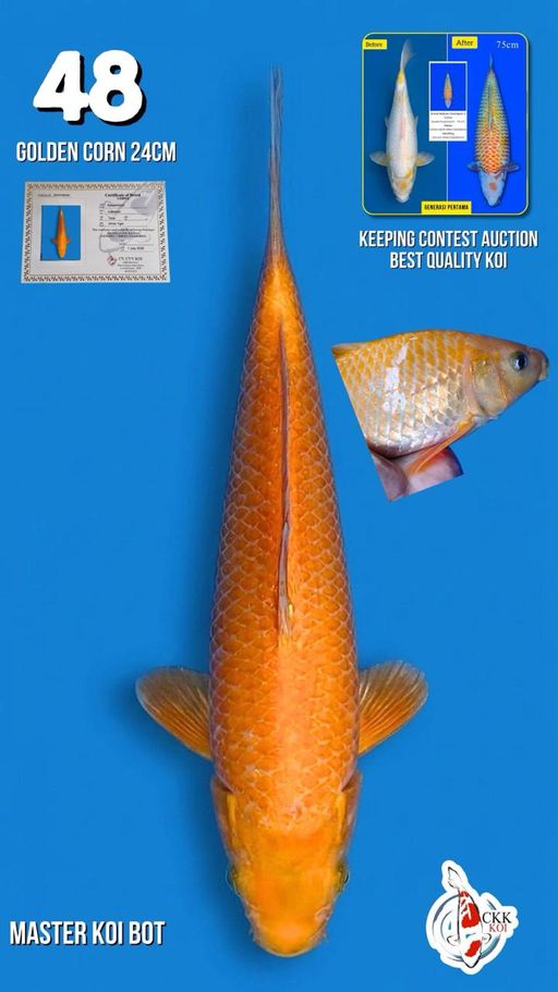 Lelang Koi Online, Jual Beli Ikan Koi, Pusat Jual Beli Koi, Info Lelang Koi Hari Ini, Platform Jual Beli Koi, Jual Beli Ikan Koi Online, Marketplace Ikan Koi, Jual Koi Terbaik, Tempat Beli Koi Berkualitas, Pasar Ikan Koi Online Terpercaya, Penjual Ikan Koi Terpercaya, Beli Koi Hias Online, Ikan Koi untuk Dijual, Koi Kualitas Terbaik, Toko Online Ikan Koi, Koi Hias Untuk Dijual, Jual Beli Ikan Koi Lokal, Koi Indonesia Online, Pusat Jual Beli Koi Terbesar