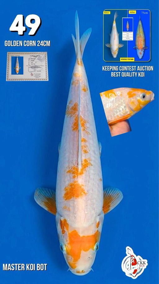Lelang Koi Online, Jual Beli Ikan Koi, Pusat Jual Beli Koi, Info Lelang Koi Hari Ini, Platform Jual Beli Koi, Jual Beli Ikan Koi Online, Marketplace Ikan Koi, Jual Koi Terbaik, Tempat Beli Koi Berkualitas, Pasar Ikan Koi Online Terpercaya, Penjual Ikan Koi Terpercaya, Beli Koi Hias Online, Ikan Koi untuk Dijual, Koi Kualitas Terbaik, Toko Online Ikan Koi, Koi Hias Untuk Dijual, Jual Beli Ikan Koi Lokal, Koi Indonesia Online, Pusat Jual Beli Koi Terbesar