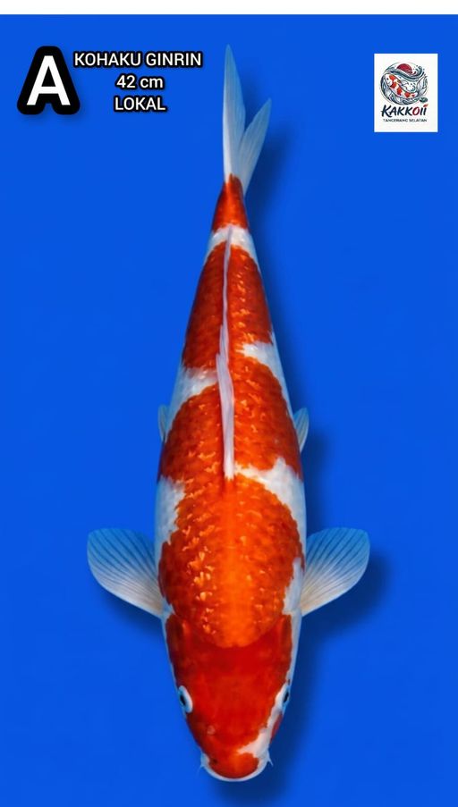 Lelang Koi Online, Jual Beli Ikan Koi, Pusat Jual Beli Koi, Info Lelang Koi Hari Ini, Platform Jual Beli Koi, Jual Beli Ikan Koi Online, Marketplace Ikan Koi, Jual Koi Terbaik, Tempat Beli Koi Berkualitas, Pasar Ikan Koi Online Terpercaya, Penjual Ikan Koi Terpercaya, Beli Koi Hias Online, Ikan Koi untuk Dijual, Koi Kualitas Terbaik, Toko Online Ikan Koi, Koi Hias Untuk Dijual, Jual Beli Ikan Koi Lokal, Koi Indonesia Online, Pusat Jual Beli Koi Terbesar