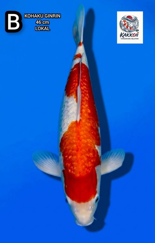 Lelang Koi Online, Jual Beli Ikan Koi, Pusat Jual Beli Koi, Info Lelang Koi Hari Ini, Platform Jual Beli Koi, Jual Beli Ikan Koi Online, Marketplace Ikan Koi, Jual Koi Terbaik, Tempat Beli Koi Berkualitas, Pasar Ikan Koi Online Terpercaya, Penjual Ikan Koi Terpercaya, Beli Koi Hias Online, Ikan Koi untuk Dijual, Koi Kualitas Terbaik, Toko Online Ikan Koi, Koi Hias Untuk Dijual, Jual Beli Ikan Koi Lokal, Koi Indonesia Online, Pusat Jual Beli Koi Terbesar