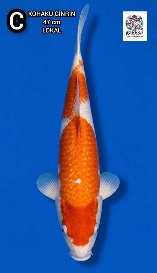 Lelang Koi Online, Jual Beli Ikan Koi, Pusat Jual Beli Koi, Info Lelang Koi Hari Ini, Platform Jual Beli Koi, Jual Beli Ikan Koi Online, Marketplace Ikan Koi, Jual Koi Terbaik, Tempat Beli Koi Berkualitas, Pasar Ikan Koi Online Terpercaya, Penjual Ikan Koi Terpercaya, Beli Koi Hias Online, Ikan Koi untuk Dijual, Koi Kualitas Terbaik, Toko Online Ikan Koi, Koi Hias Untuk Dijual, Jual Beli Ikan Koi Lokal, Koi Indonesia Online, Pusat Jual Beli Koi Terbesar