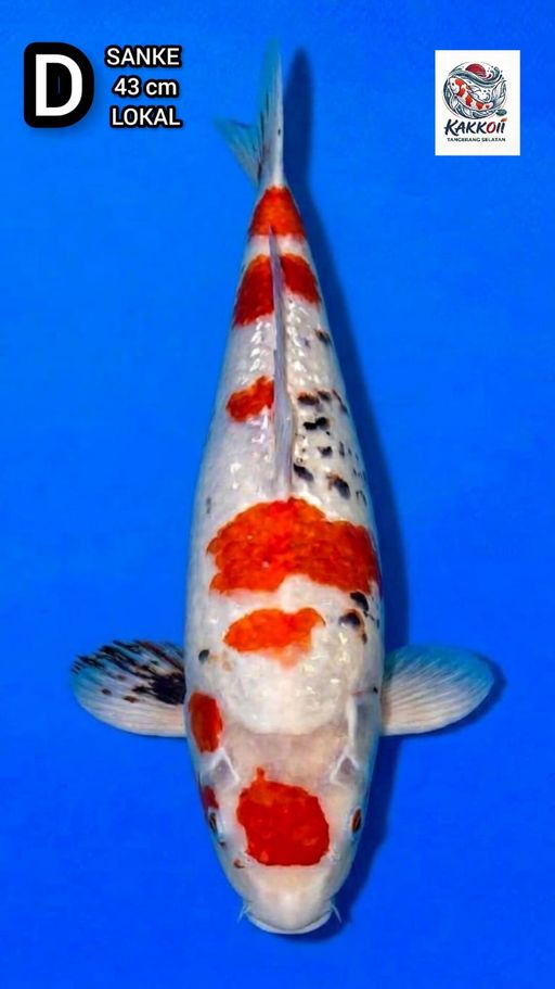Lelang Koi Online, Jual Beli Ikan Koi, Pusat Jual Beli Koi, Info Lelang Koi Hari Ini, Platform Jual Beli Koi, Jual Beli Ikan Koi Online, Marketplace Ikan Koi, Jual Koi Terbaik, Tempat Beli Koi Berkualitas, Pasar Ikan Koi Online Terpercaya, Penjual Ikan Koi Terpercaya, Beli Koi Hias Online, Ikan Koi untuk Dijual, Koi Kualitas Terbaik, Toko Online Ikan Koi, Koi Hias Untuk Dijual, Jual Beli Ikan Koi Lokal, Koi Indonesia Online, Pusat Jual Beli Koi Terbesar
