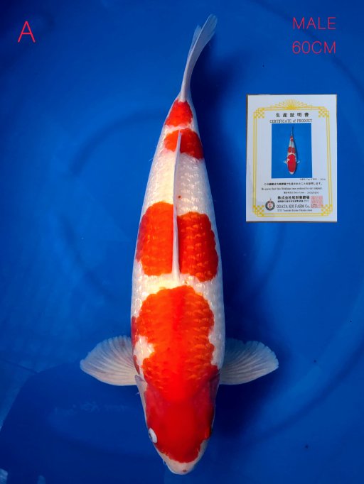 A. YONDAN KOHAKU GIN...