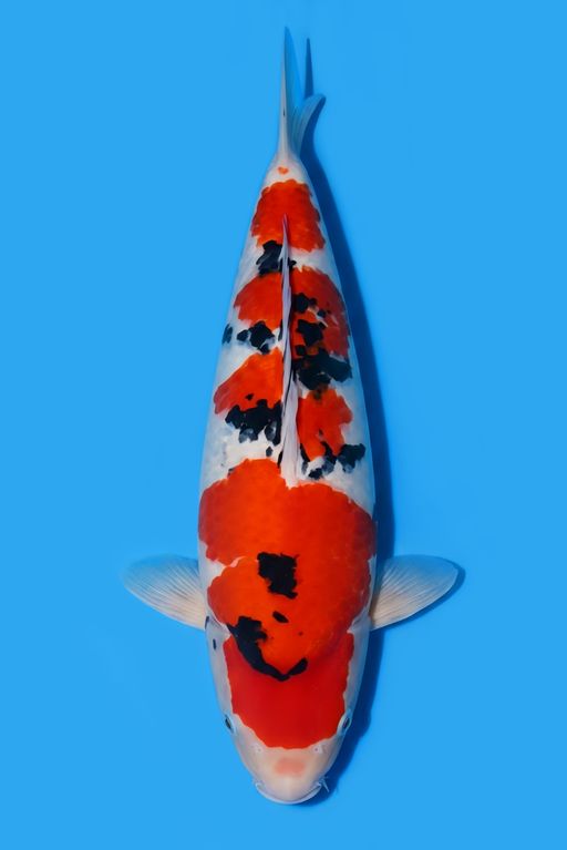 C. SANKE TSUBOSUMI P...