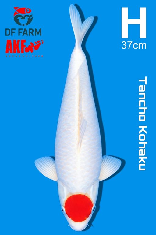 H. TANCHO KOHAKU AKF...