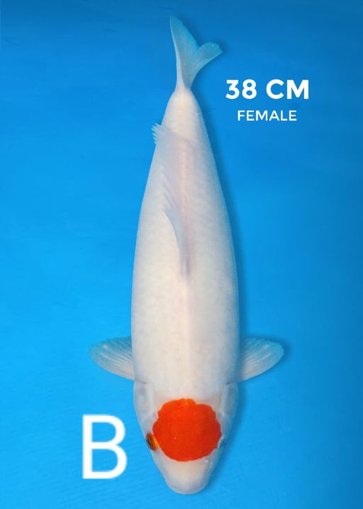 B. TANCHO KOHAKU 38c...