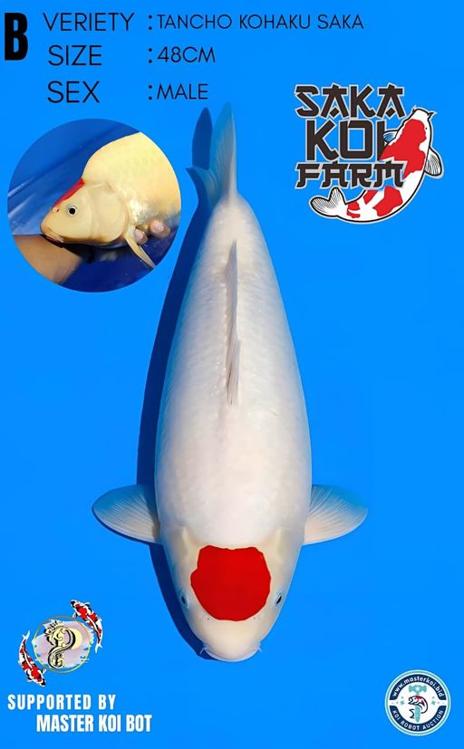 Lelang Koi Online, Jual Beli Ikan Koi, Pusat Jual Beli Koi, Info Lelang Koi Hari Ini, Platform Jual Beli Koi, Jual Beli Ikan Koi Online, Marketplace Ikan Koi, Jual Koi Terbaik, Tempat Beli Koi Berkualitas, Pasar Ikan Koi Online Terpercaya, Penjual Ikan Koi Terpercaya, Beli Koi Hias Online, Ikan Koi untuk Dijual, Koi Kualitas Terbaik, Toko Online Ikan Koi, Koi Hias Untuk Dijual, Jual Beli Ikan Koi Lokal, Koi Indonesia Online, Pusat Jual Beli Koi Terbesar